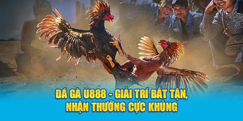 Tỷ lệ kèo hấp dẫn khi chơi đá gà U888