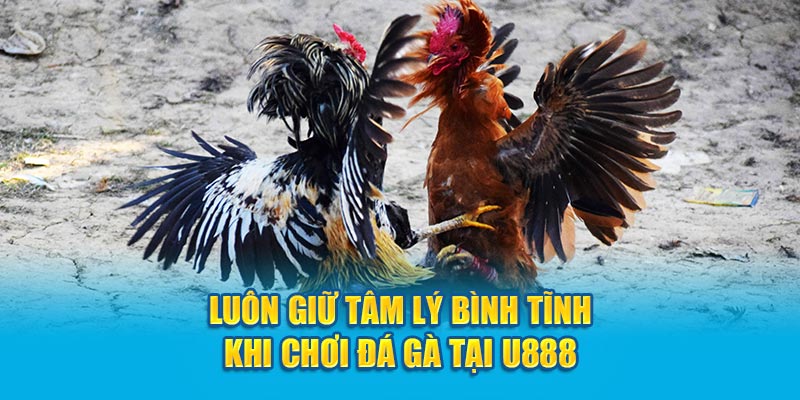 Luôn giữ tâm lý bình tĩnh khi chơi đá gà tại U888