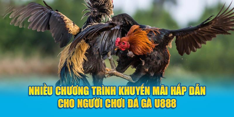 Nhiều chương trình khuyến mãi hấp dẫn cho người chơi đá gà U888