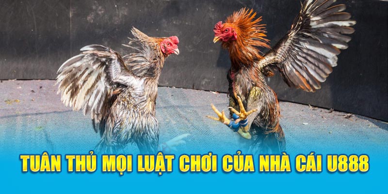 Tuân thủ mọi luật chơi đá gà U888 của nhà cái